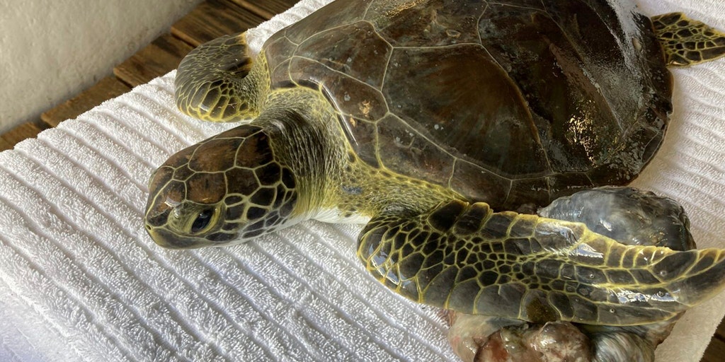 3 sea turtles released into wild after rehabbing in Florida