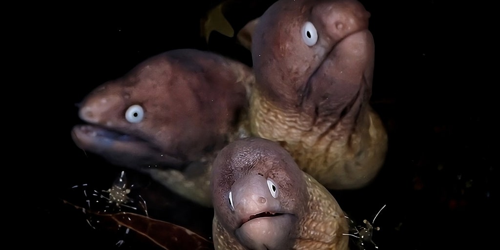 Underwater photography competition crowns winners among 1,600 photos: See a 3-headed eel pic and more - Vimarsana News