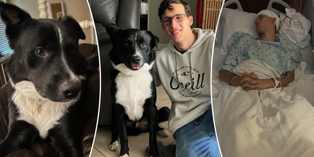 Dog alerts family, saves Texas teenager from life-threatening stroke: 'Keeping guard' - Vimarsana News