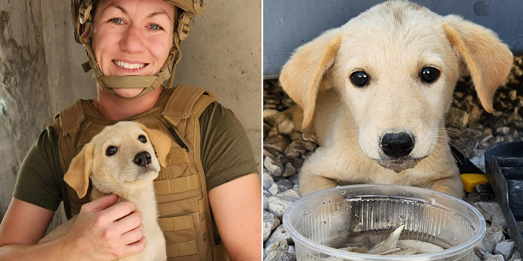 US Navy sailor launches rescue of small puppy saved during overseas deployment: 'Can't leave a comrade behind' - Vimarsana News