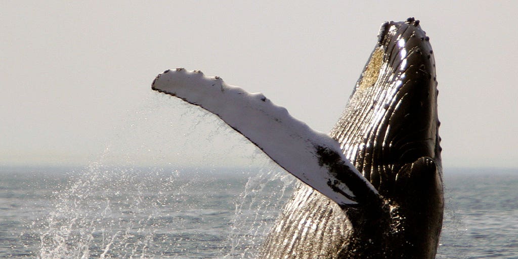 Whales, dolphins in US waters facing habitat loss, food scarcity due to warming waters, study finds - Vimarsana News