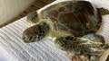 Sparkler, one of three turtles recently re-released into the ocean by the Clearwater Marine Aquarium, is seen being rehabilitated in an undated photograph.
