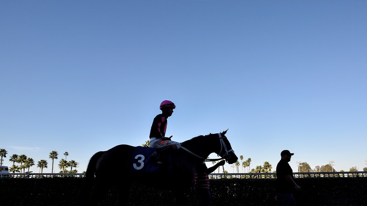 A trainer guides a horse