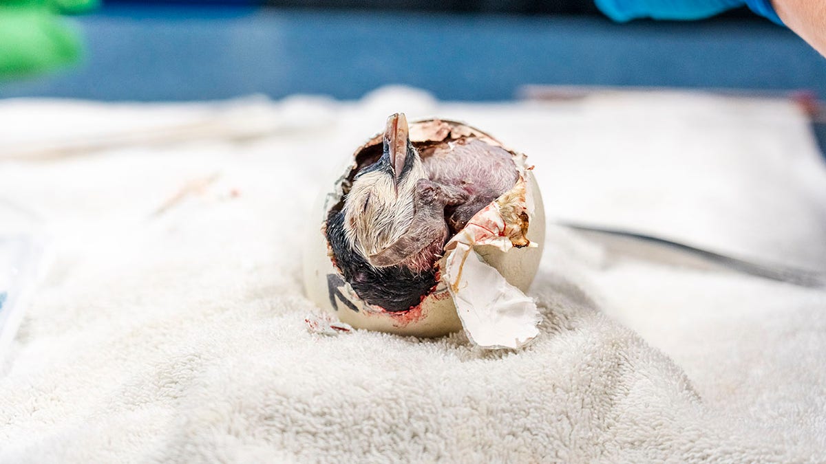 baby penguin emerging from egg