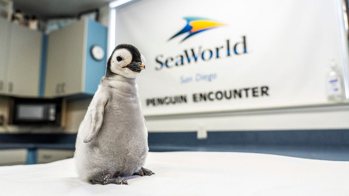 Emperor penguin is hatched at SeaWorld San Diego, the first in more ...