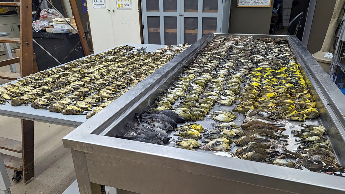 Dead migrating birds