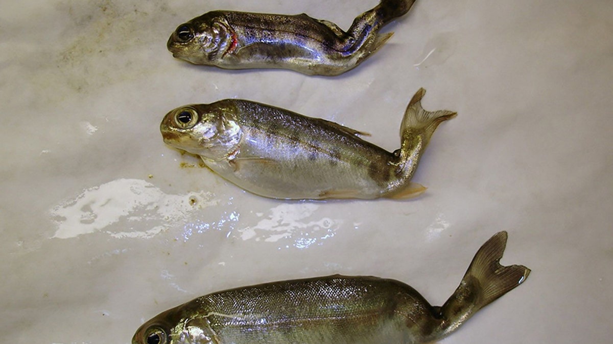 Three trout