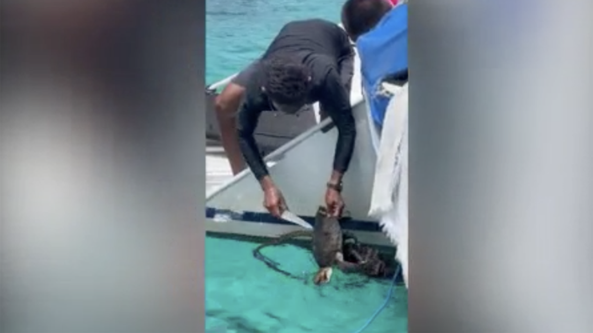 Sea turtle rescue