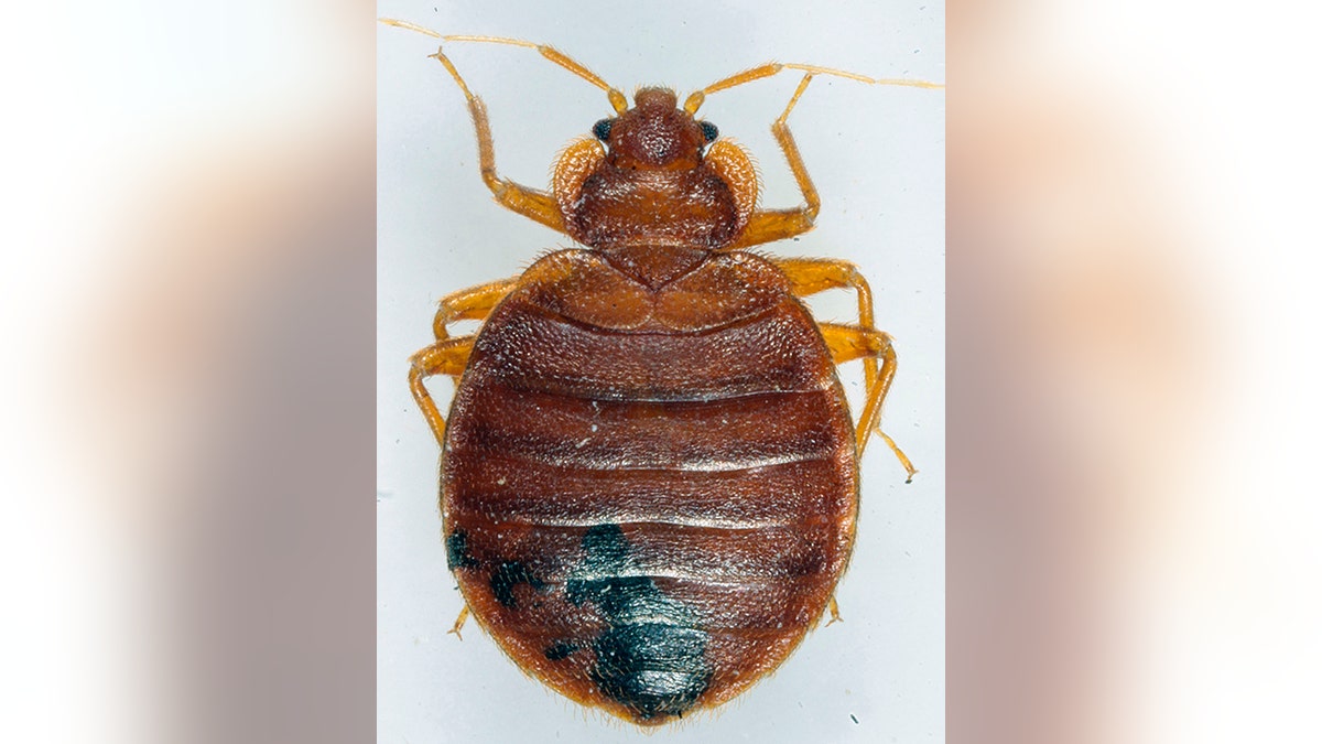 A photo of a bedbug