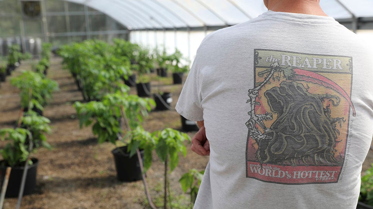 Carolina reaper shirt and greenhouse