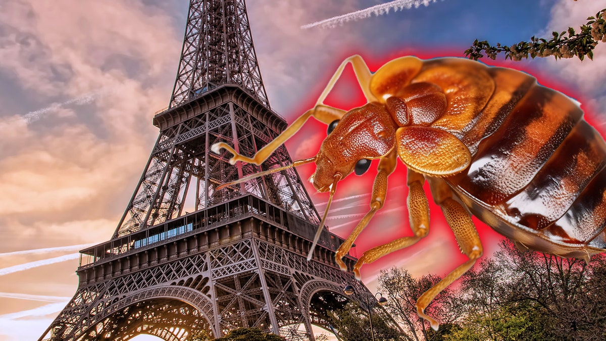 Paris bedbugs france