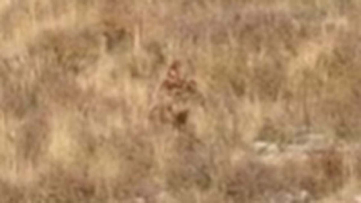 blurry photo of what a married couple claims is bigfoot
