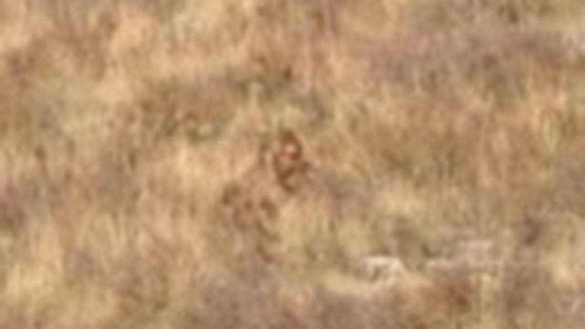 Blurryblurry photo of what a married couple claims is bigfoot