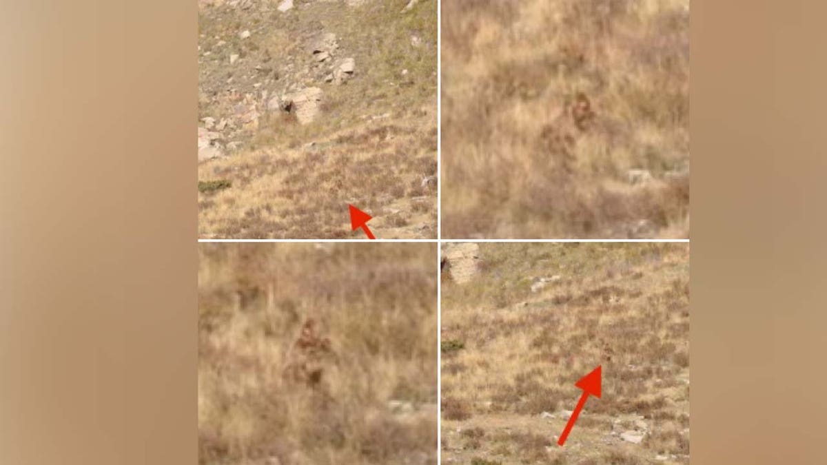 blurry photos of what a married couple claims is bigfoot