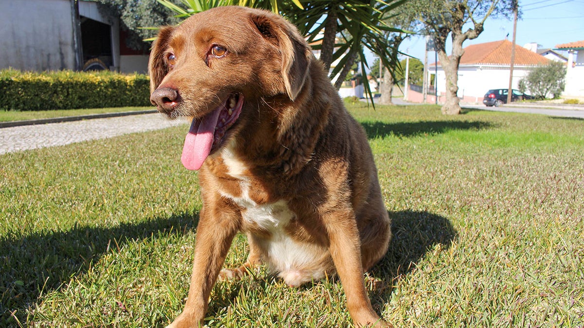 Guinness World Records Suspends Oldest Dog Ever Title For Portuguese   Bobi Dog 