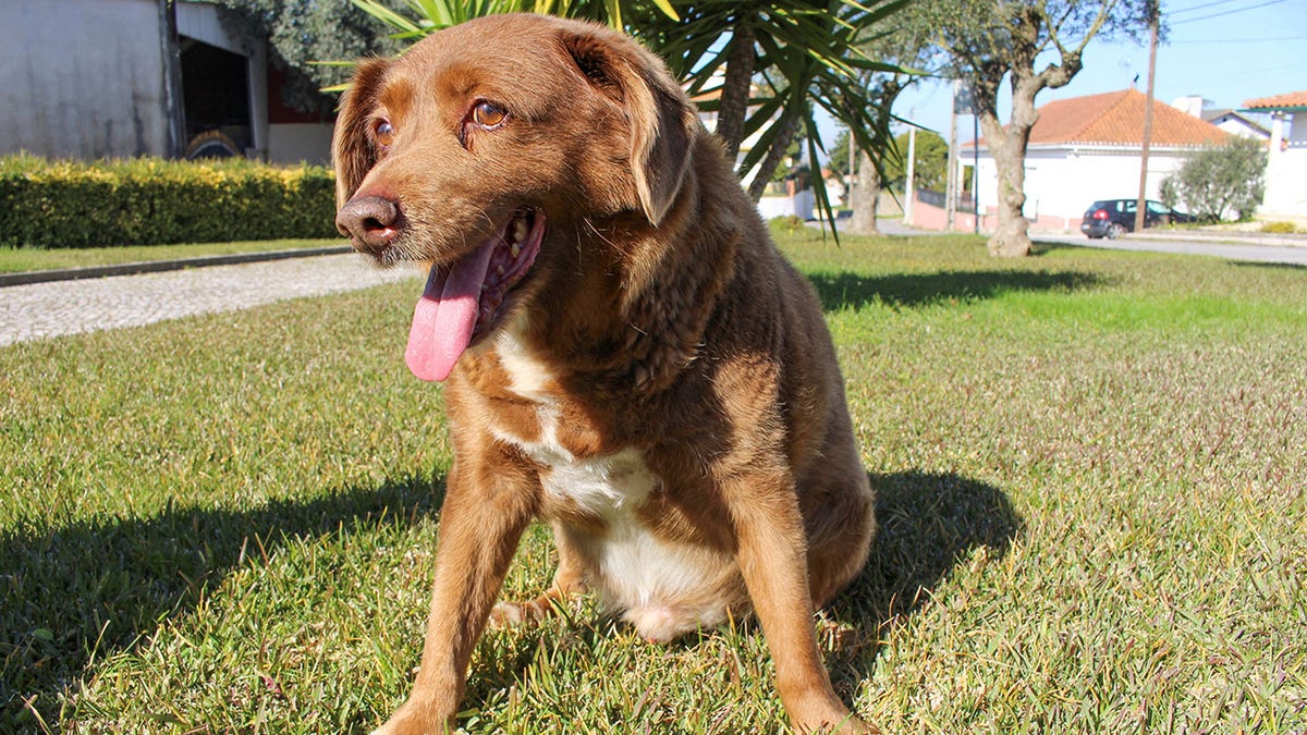 Bobi world's oldest dog