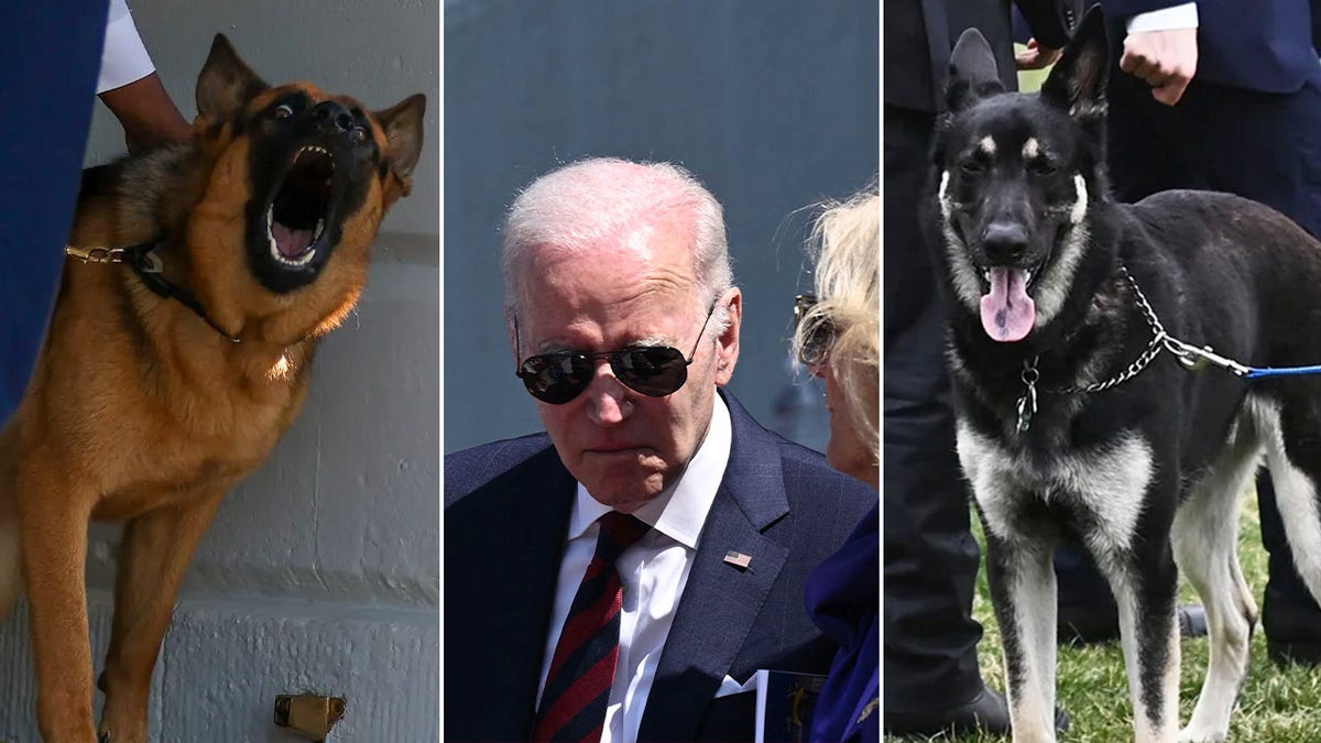 Biden’s Dogs Revealed To Have Bitten White House Staff, Causing ...