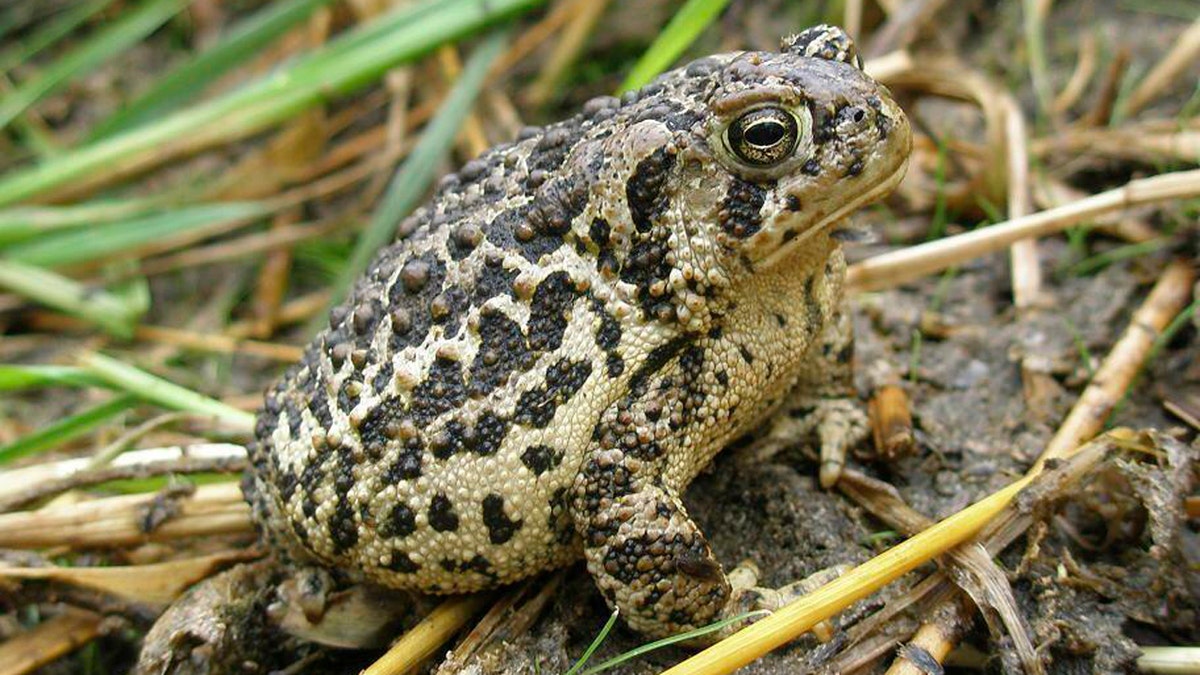 Montana toad
