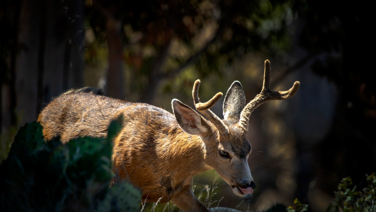 Deer in Catalina Island