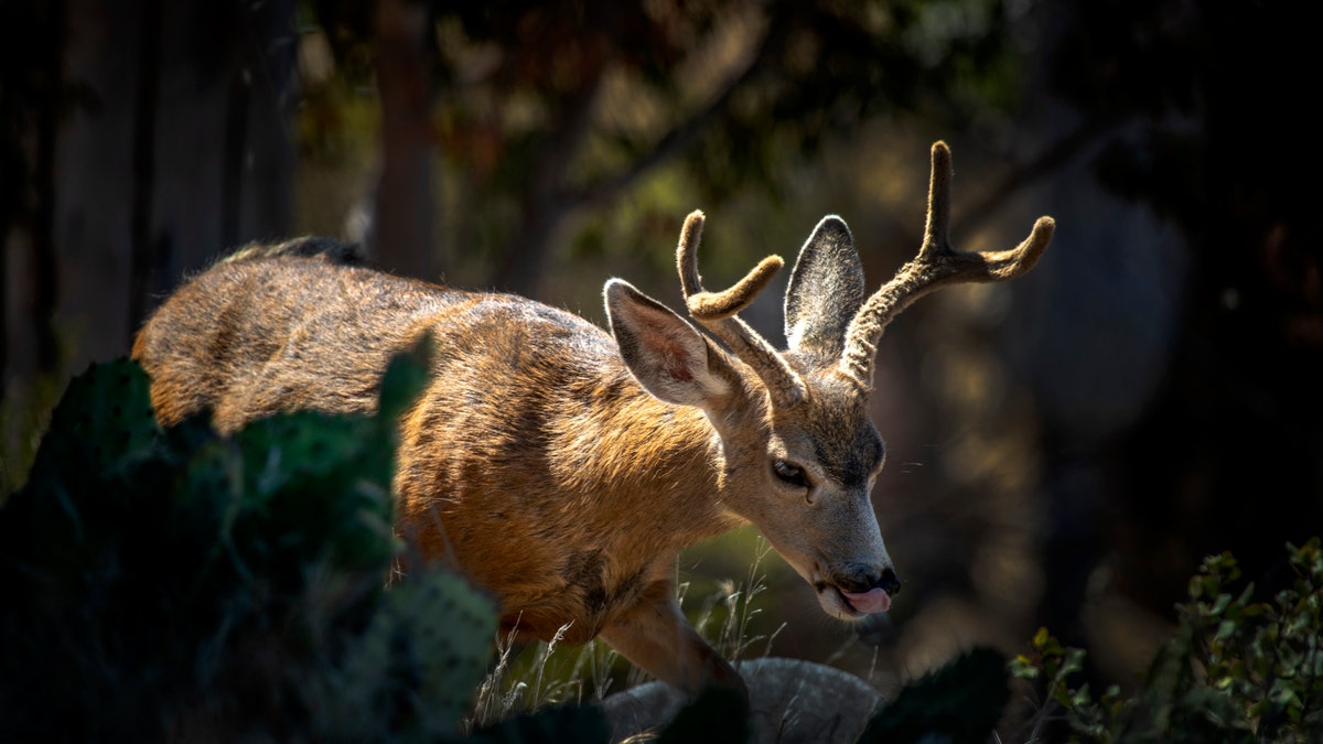 Deer in Catalina Island