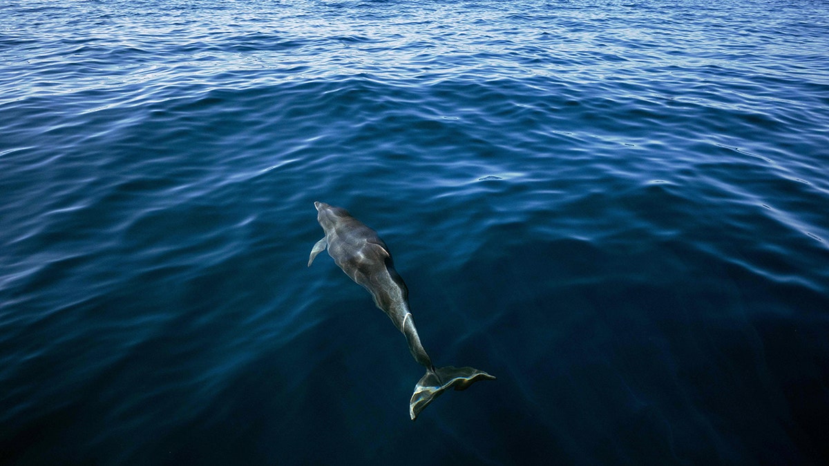 A photo of a dolphin