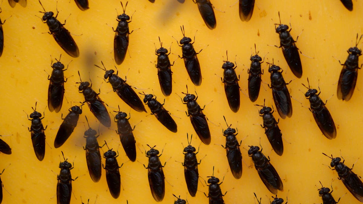 black solider flies