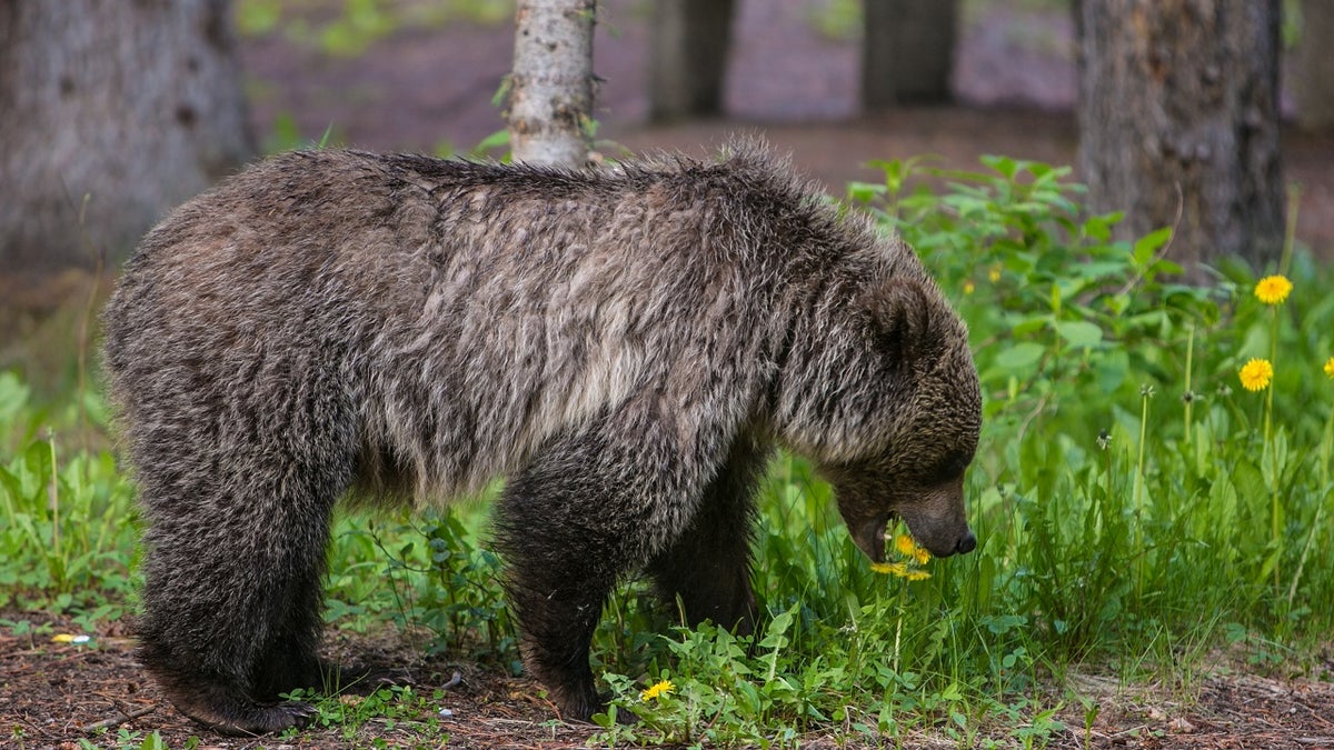 Urso pardo no Parque Nacional de Banff