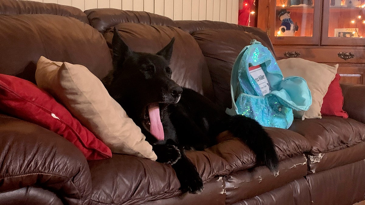 K9 on couch relaxing