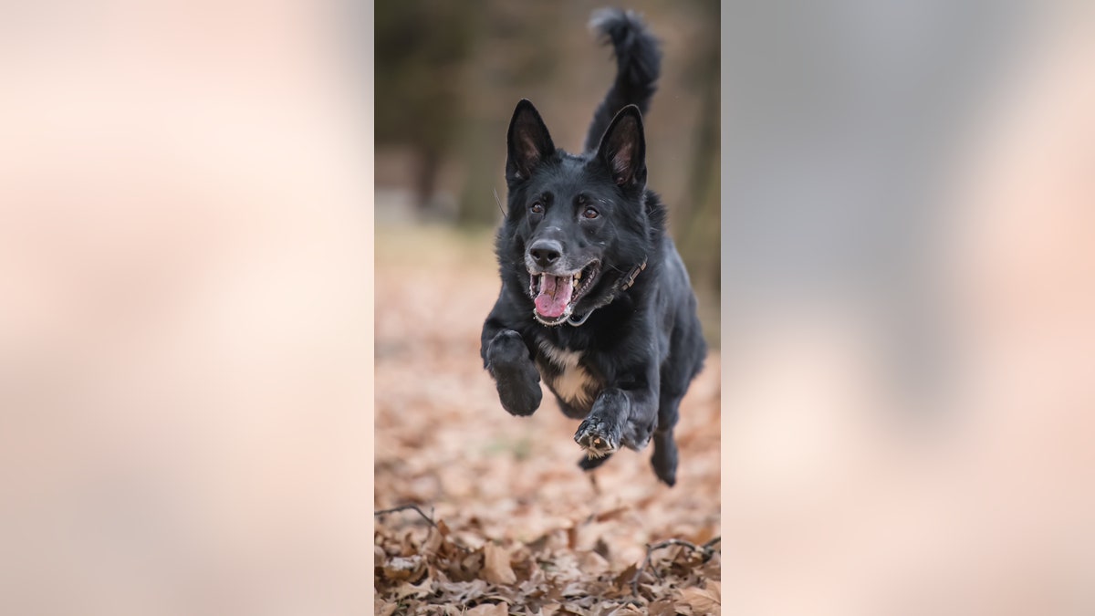 K9 running
