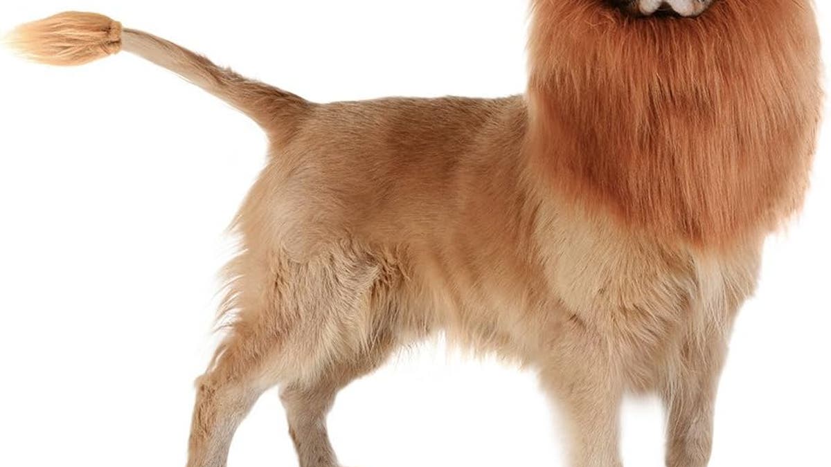 TOMSENN Realistic & Funny Lion Mane for Dogs