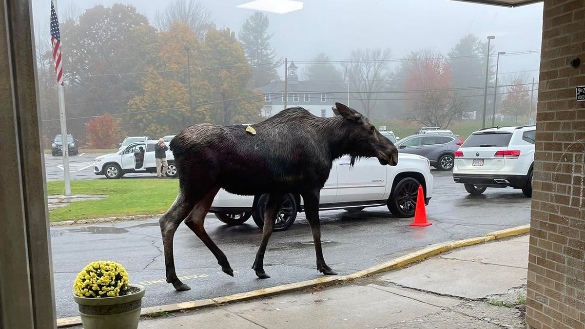 Moose walks around during school drop off