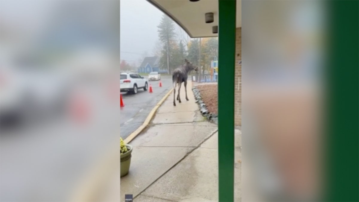 Moose on sidewalk at elementary school in Massachusetts