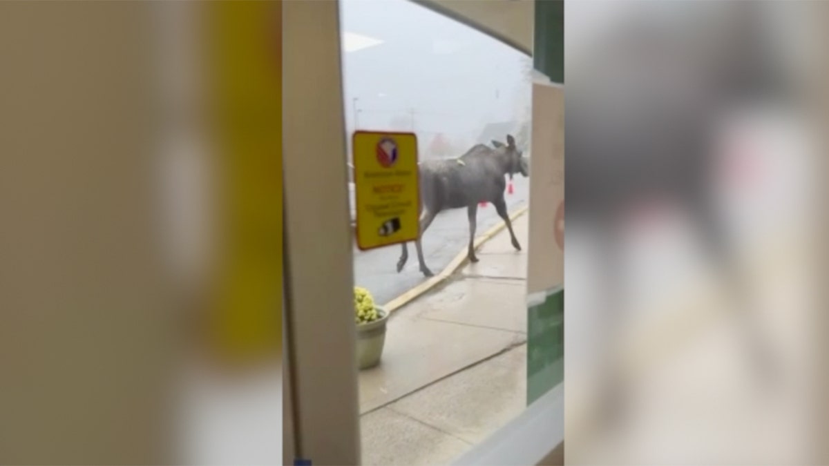 A large moose walks around a Massachusetts' elementary school