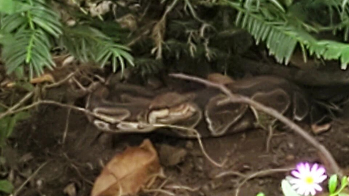 photo of python