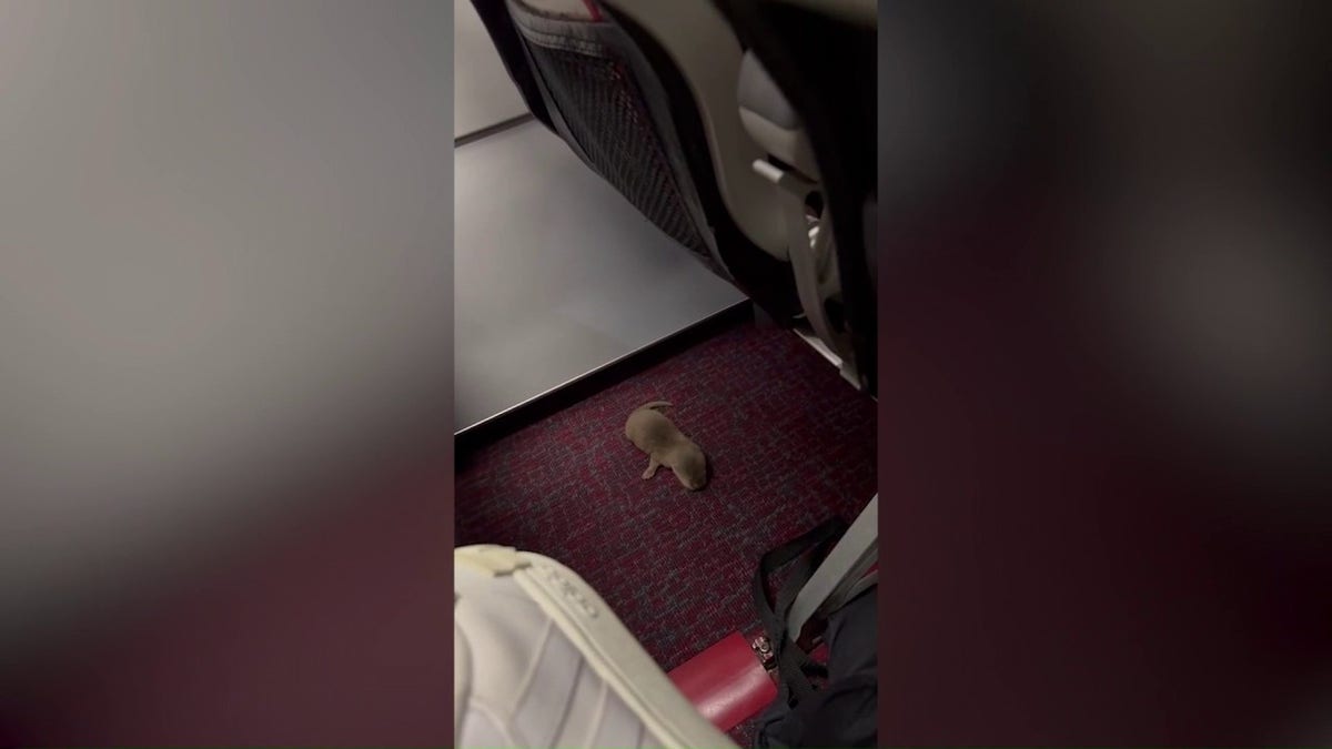 Wild animal on plane