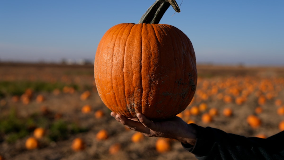 A hand holds up a pumpkin in front of a pumpkin field in the background