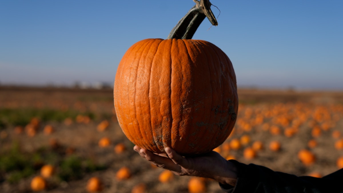 A hand holds up a pumpkin in front of a pumpkin field in the background