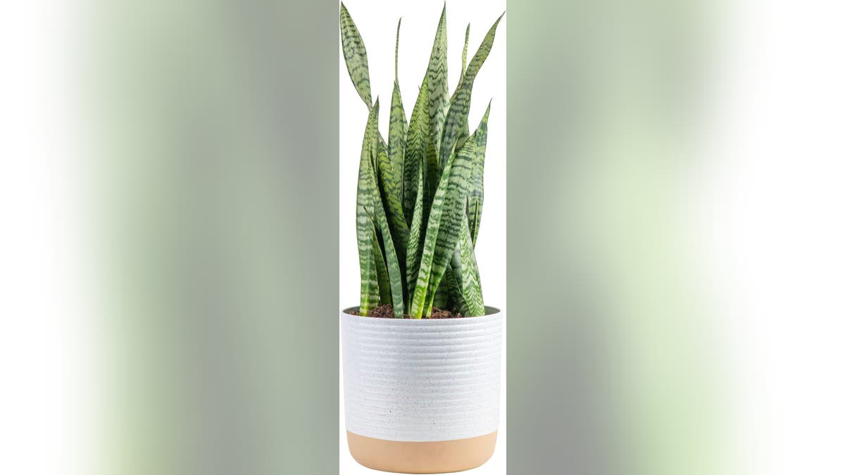 Costa Farms Snake Plant 2 to 3 feet tall 