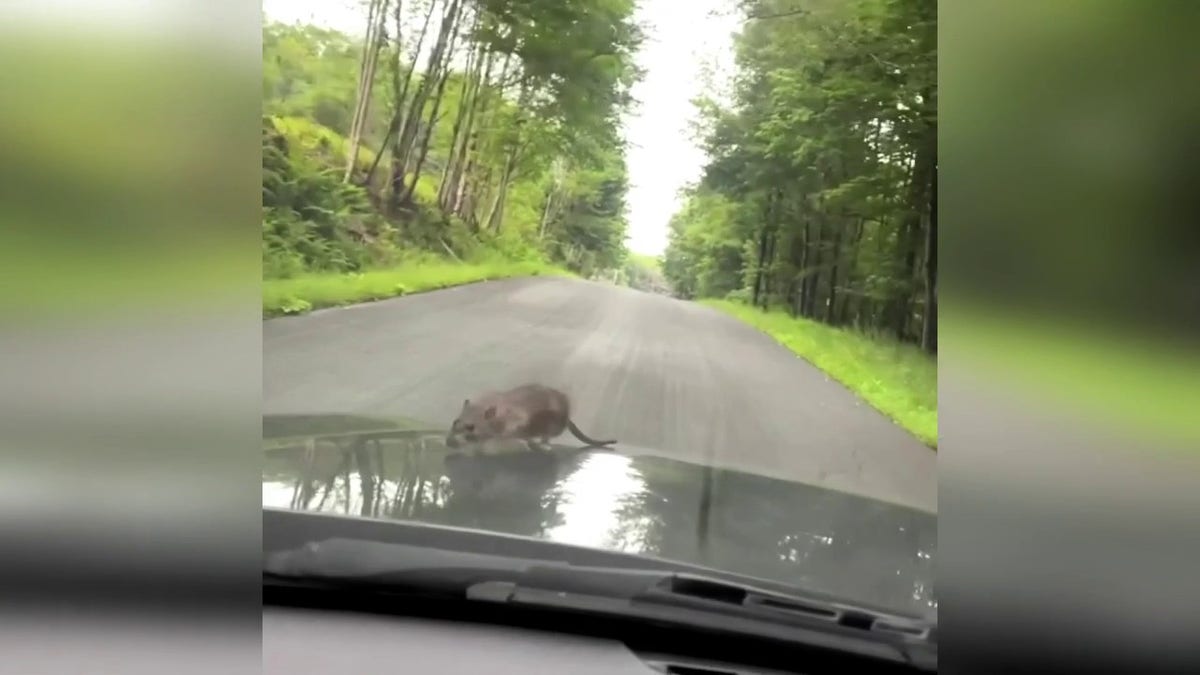 Watch man's hilarious reaction to finding large NYC rat walking on