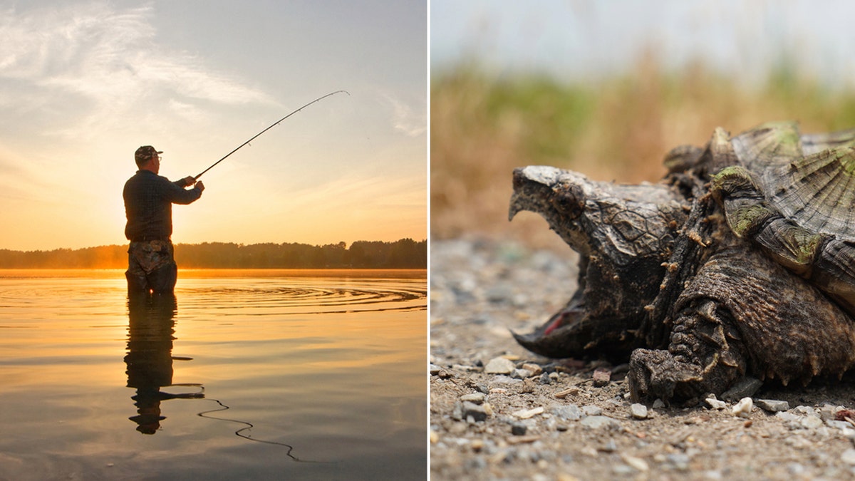 alligator snapping turtle split