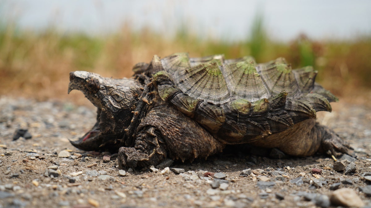 Alligator snapping turtle