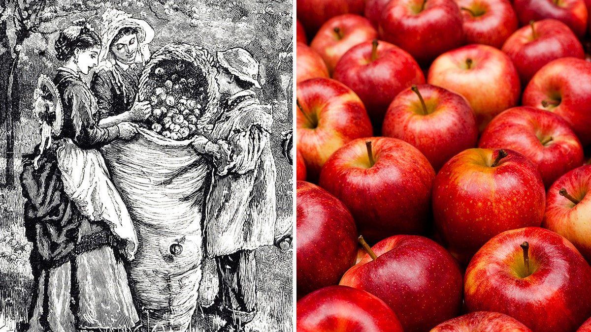 apples split with settlers picking apples