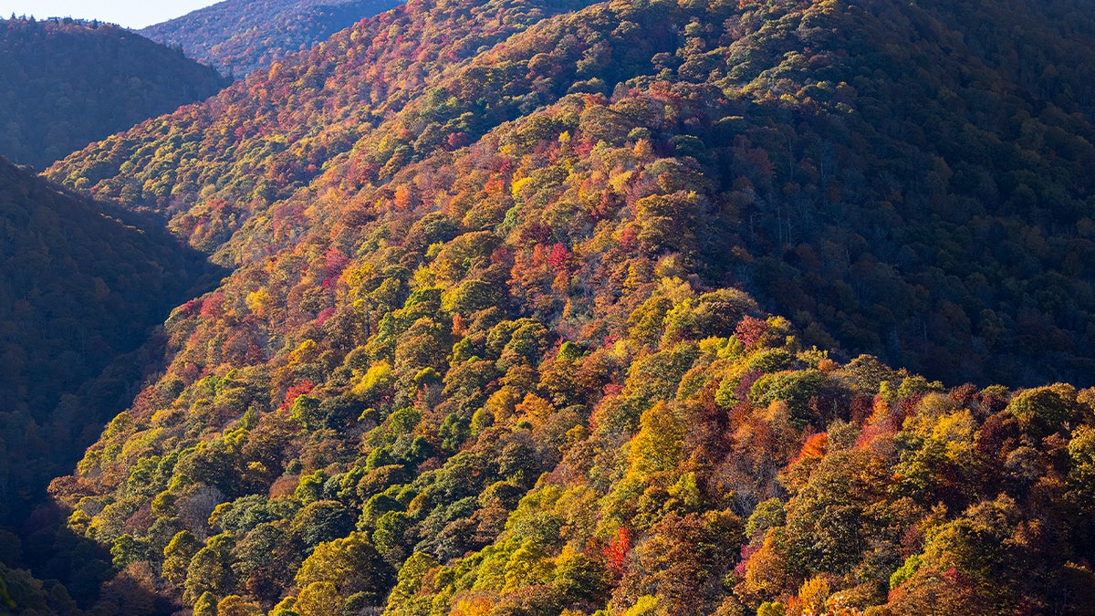 Overlook at the Blue Ridge Parkway in North Carolina during fall foliage