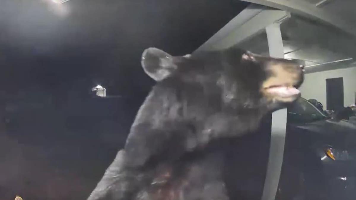 A closeup of a bear on a Ring Doorbell camera