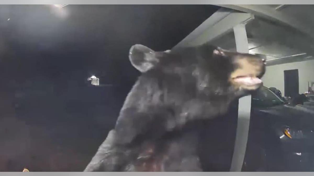 A closeup of a bear on a Ring Doorbell camera