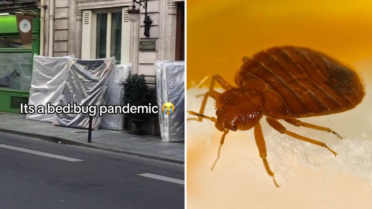 Amid Bedbug Infestation Shocking Video Shows A Street In Paris   Bedbug Split 