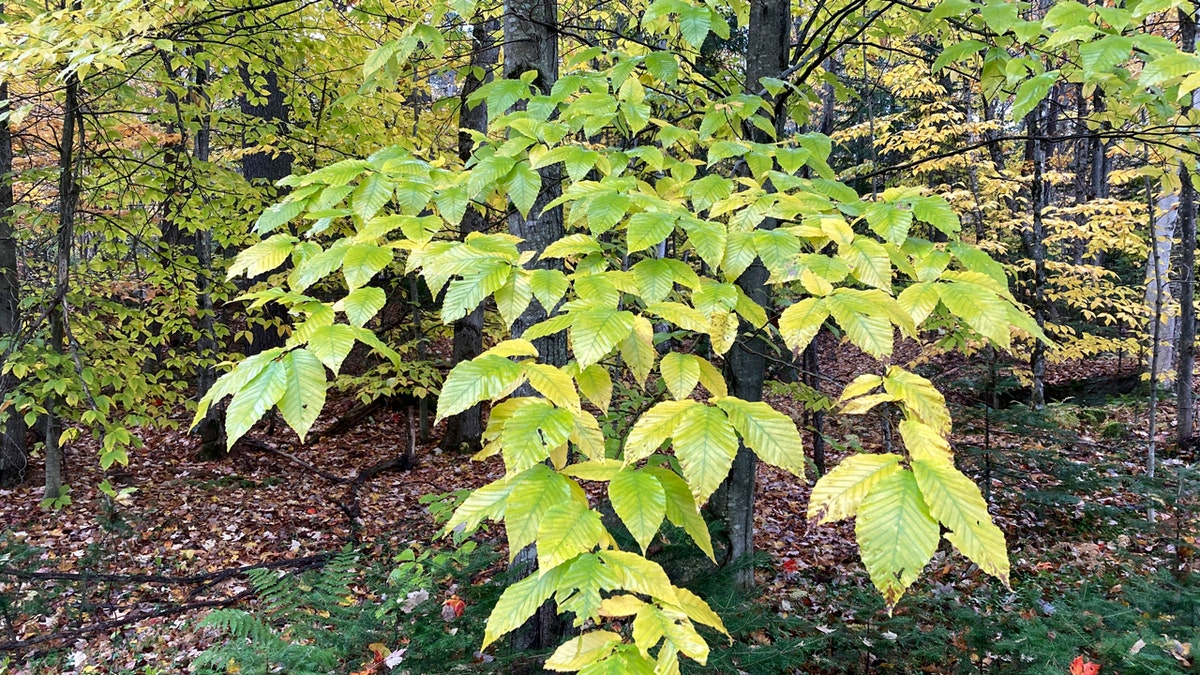 Beech trees