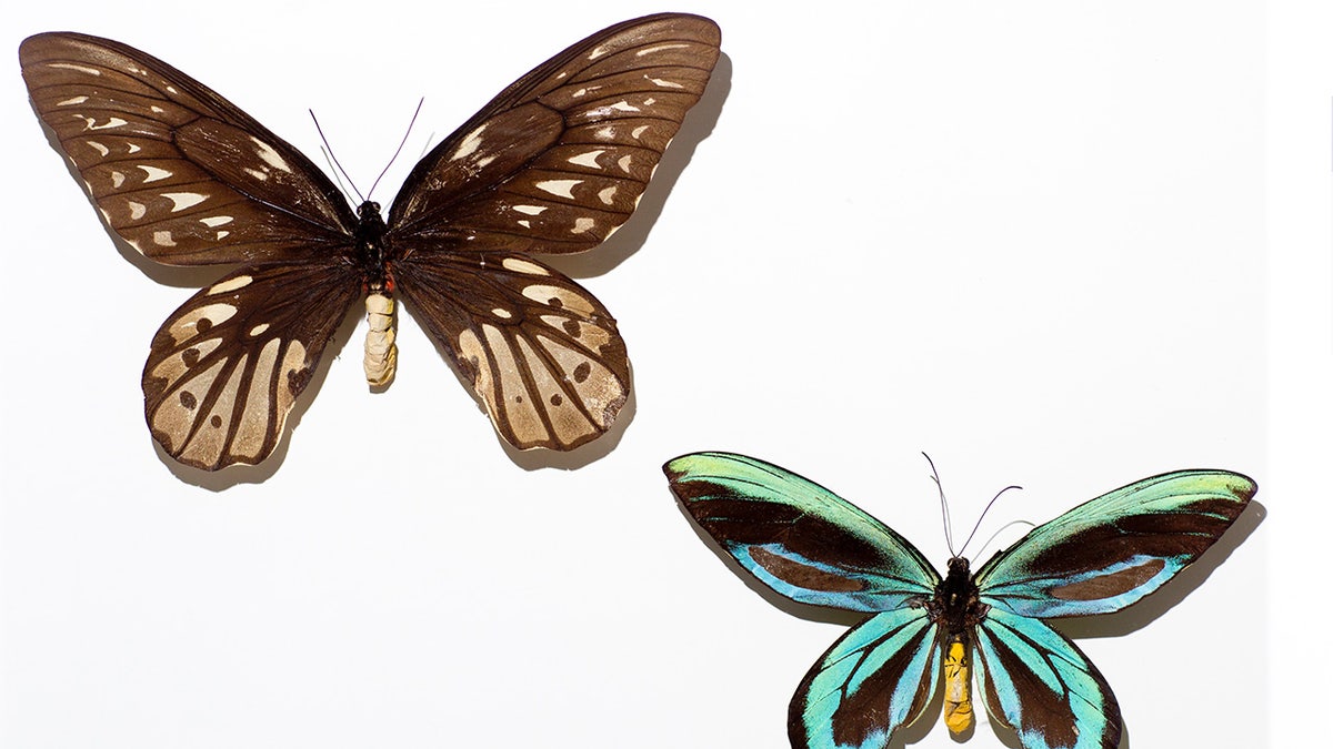 Queen Alexandra Birdwing butterflies
