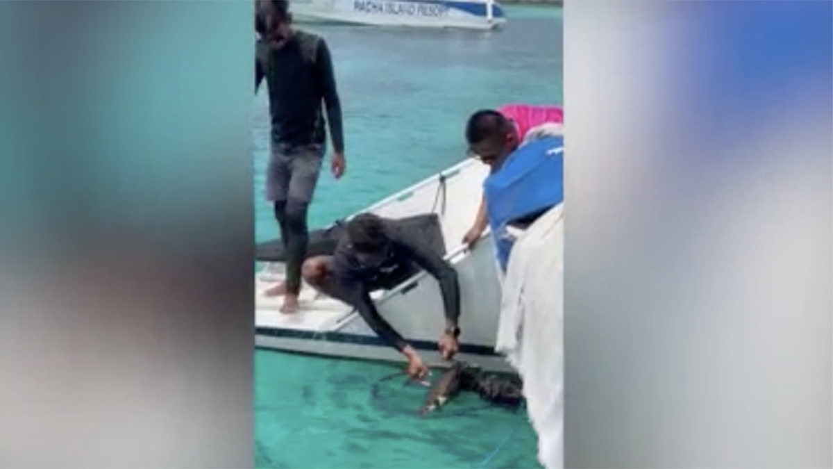 Sea turtle rescued