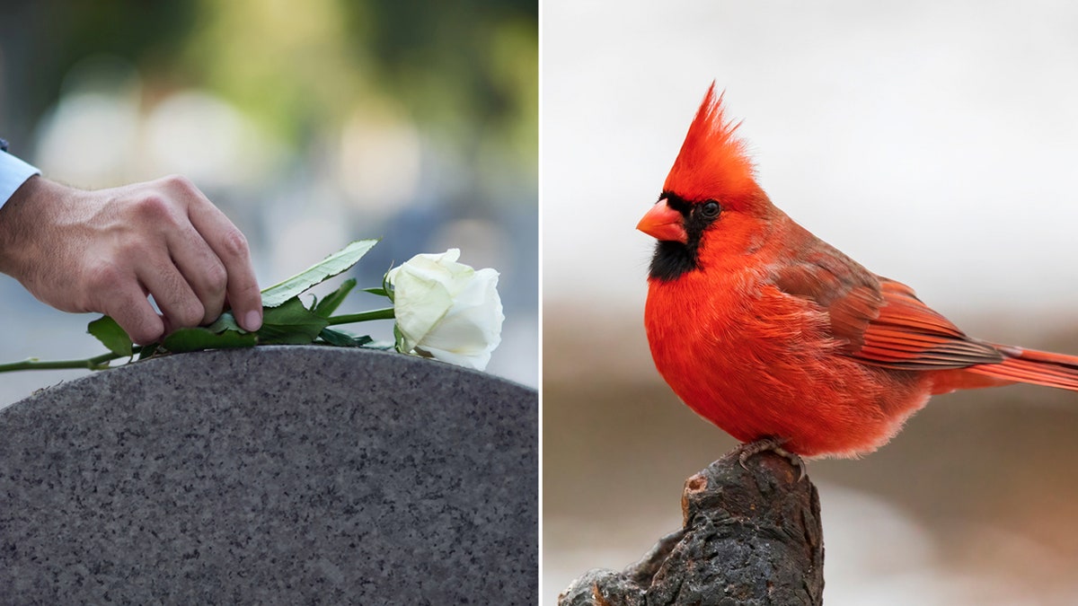 cardinal and flower on gravestone